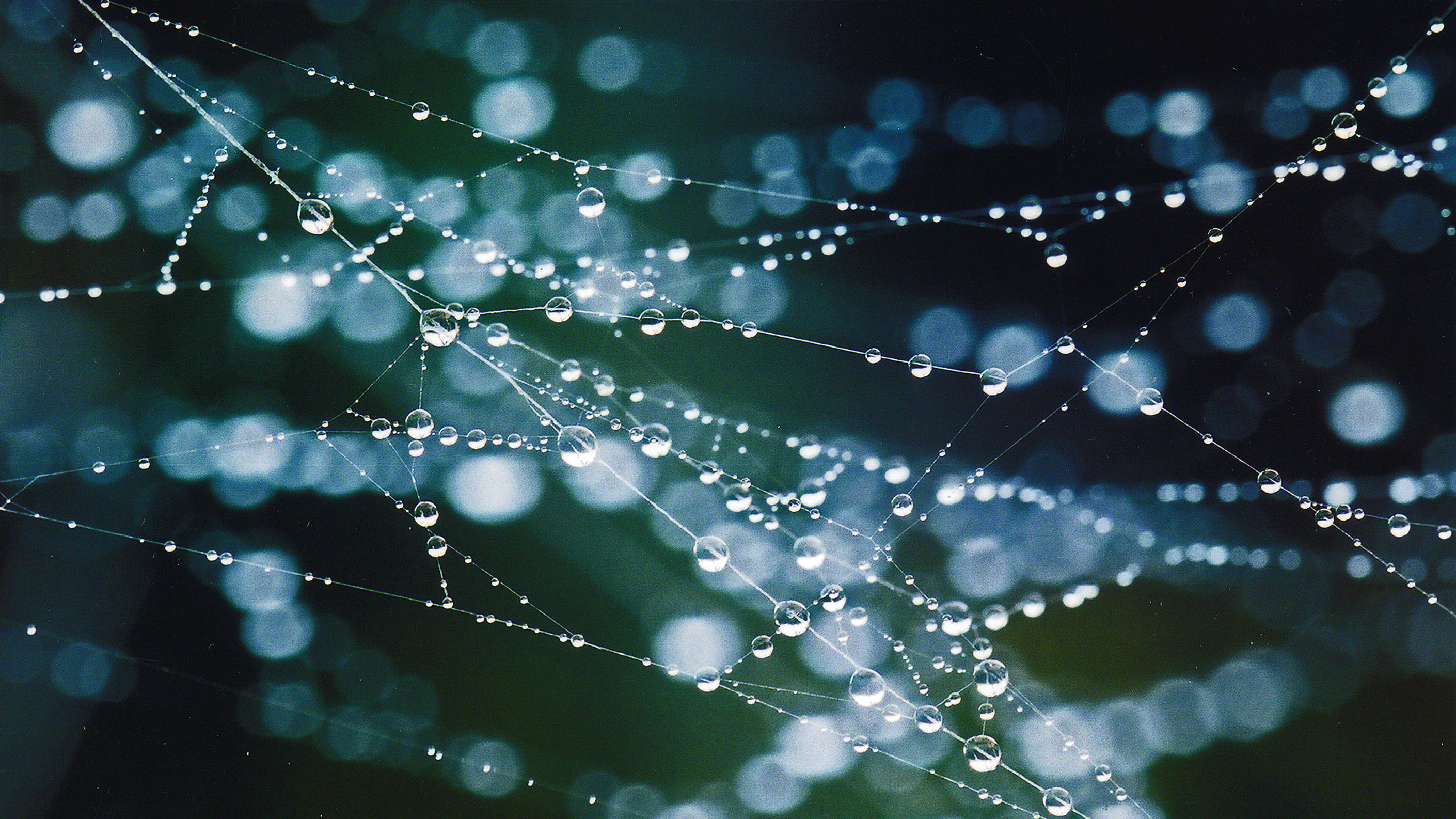 Song of the Web